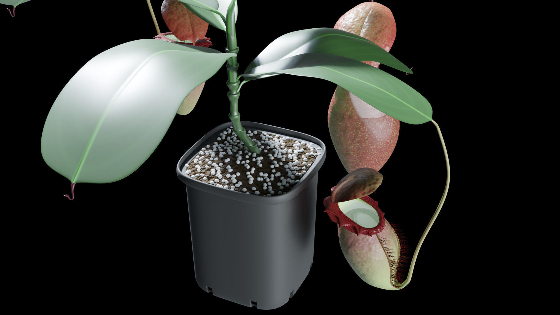 Nepenthes rajah 3D model_7