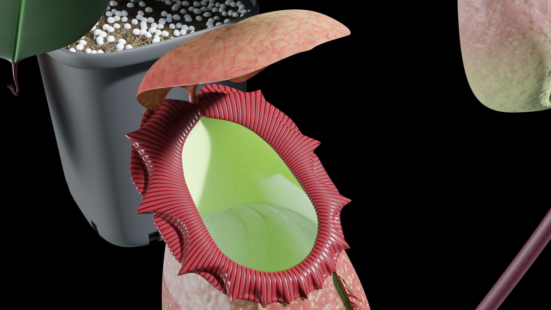 Nepenthes rajah 3D model_2