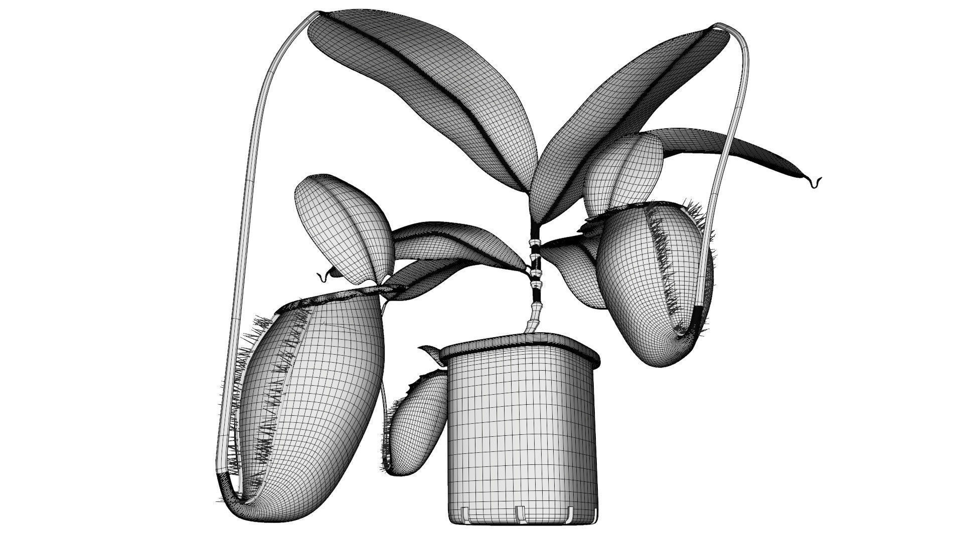 Nepenthes rajah 3D model_10