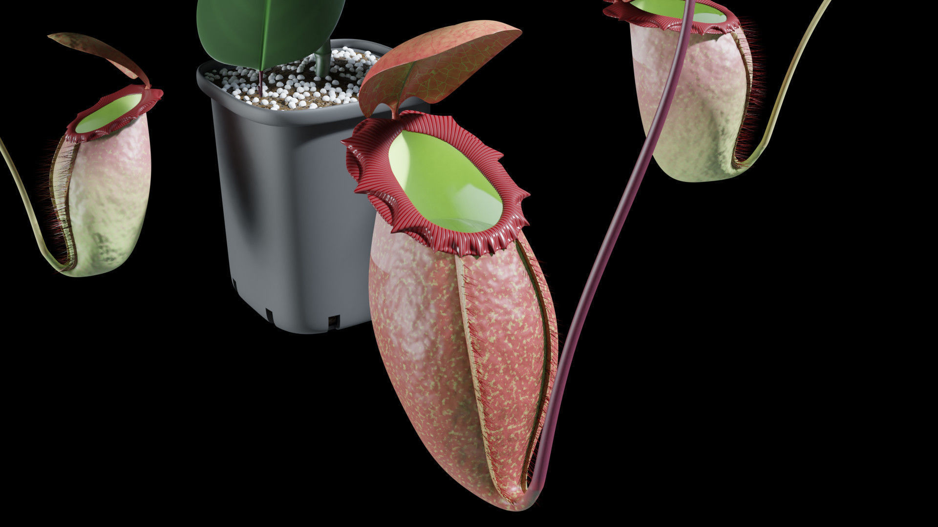 Nepenthes rajah 3D model_1