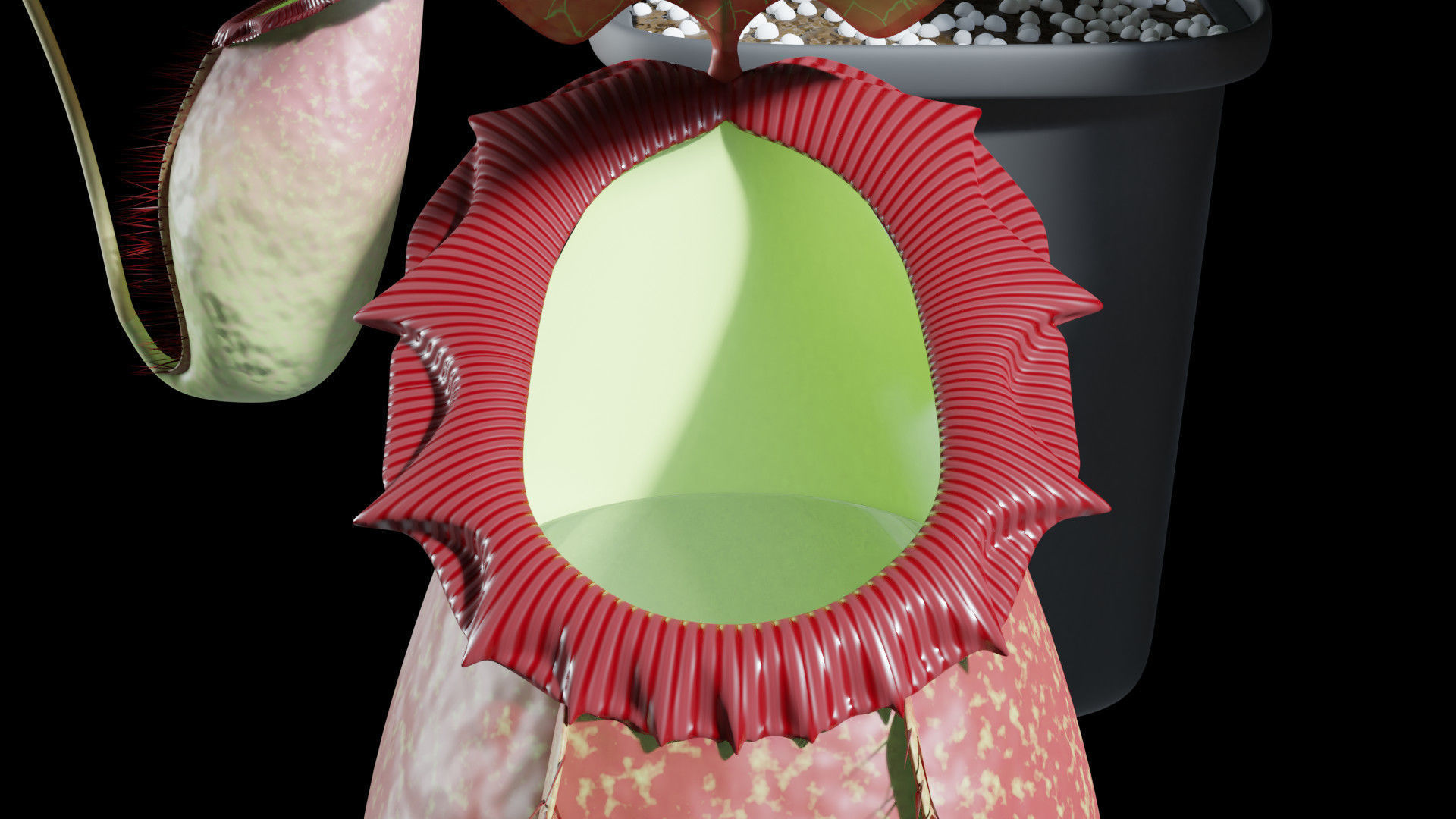 Nepenthes rajah 3D model_8