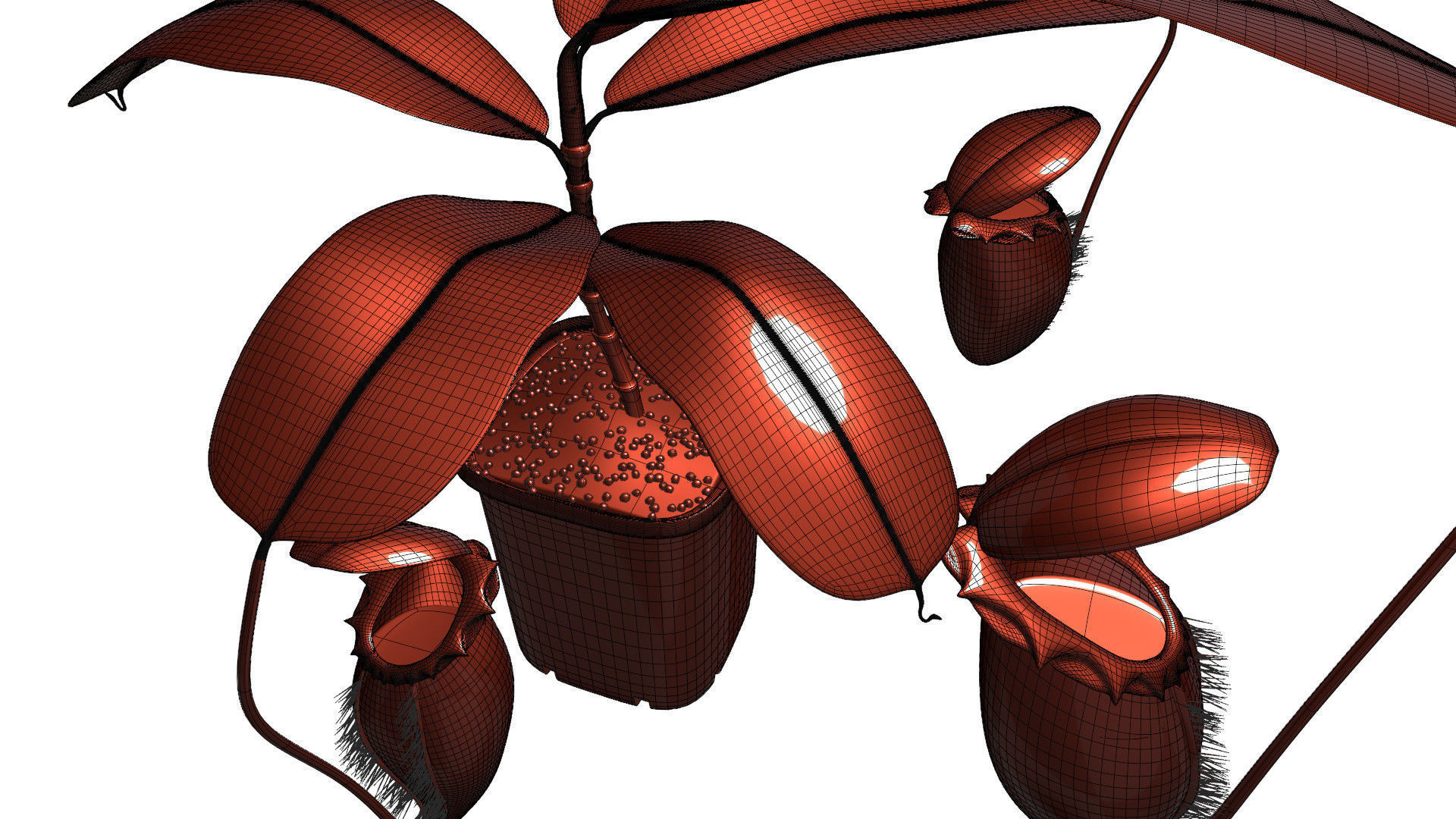 Nepenthes rajah 3D model_16