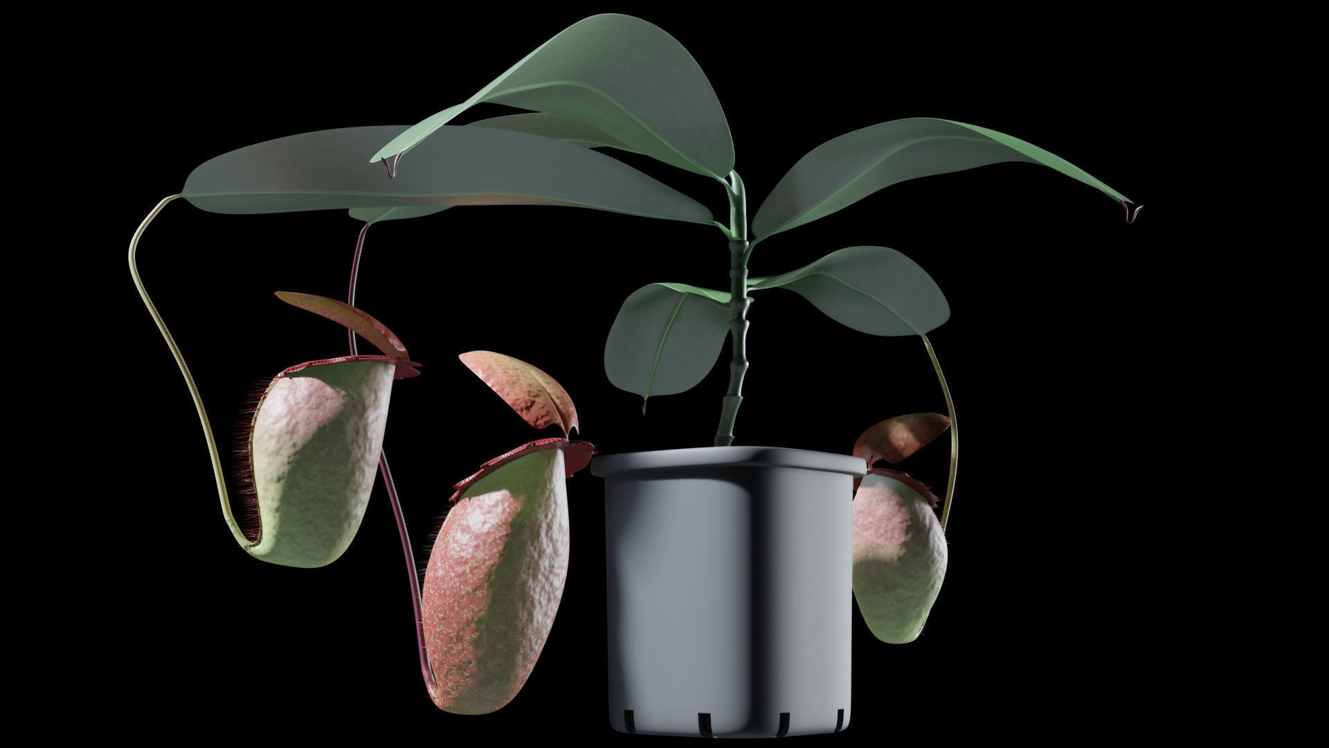 Nepenthes rajah 3D model_5