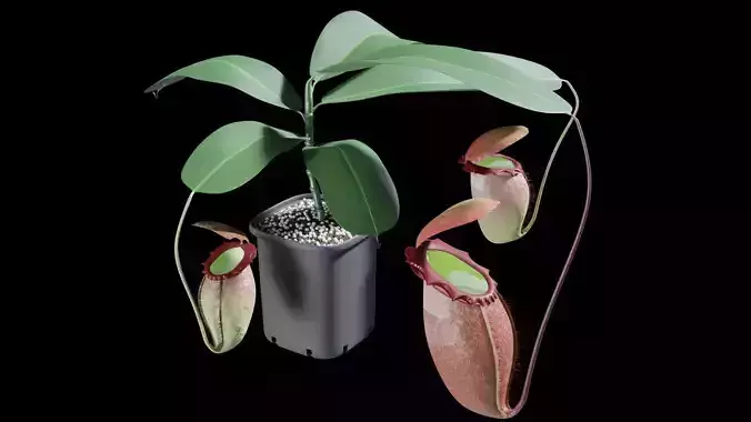 Nepenthes rajah 3D model