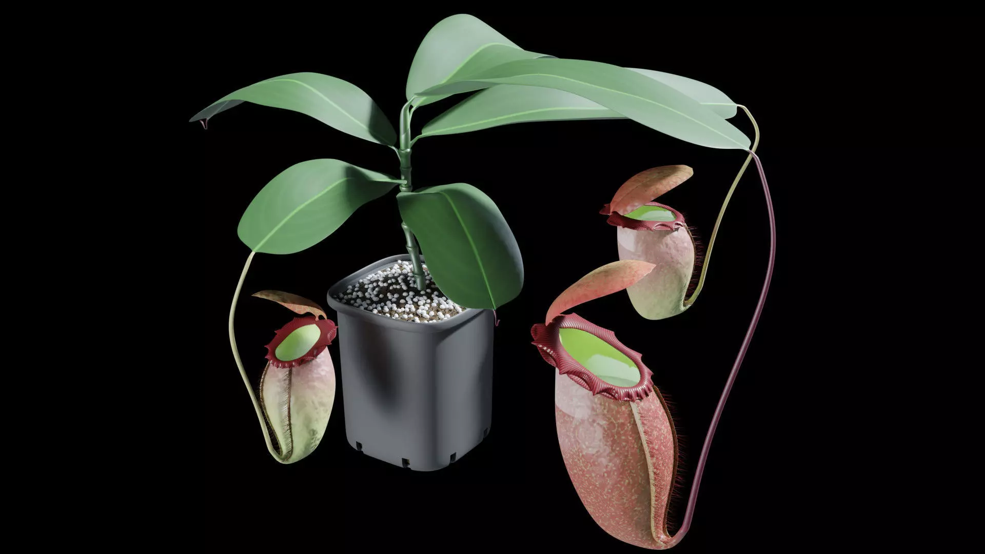 Nepenthes rajah 3D model_0
