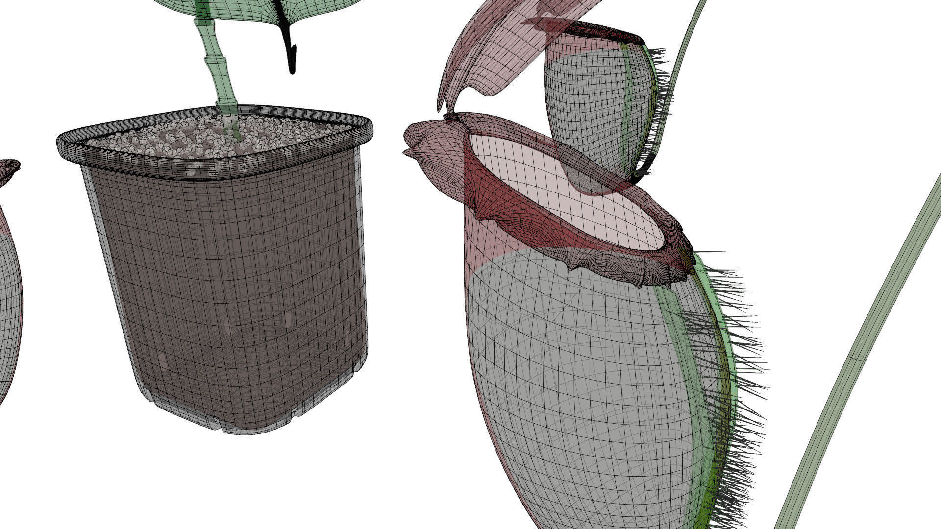 Nepenthes rajah 3D model_15