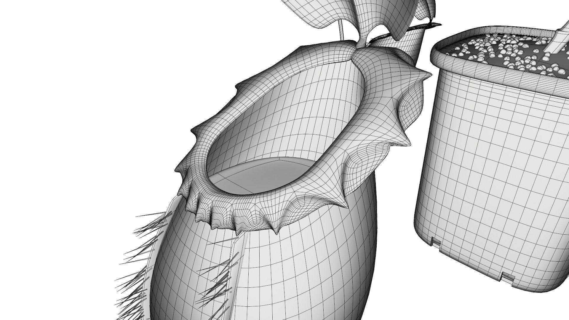 Nepenthes rajah 3D model_12
