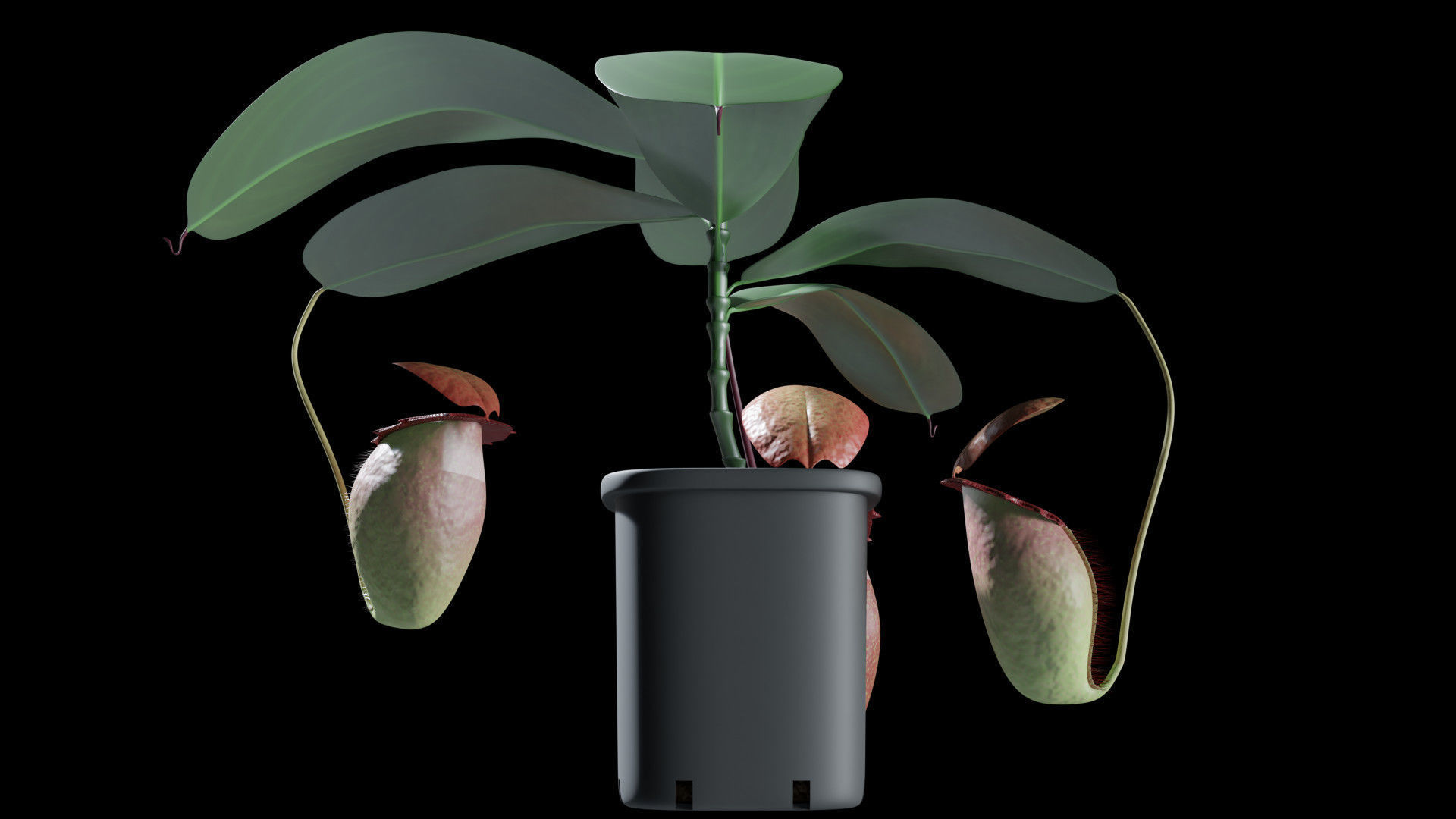 Nepenthes rajah 3D model_6