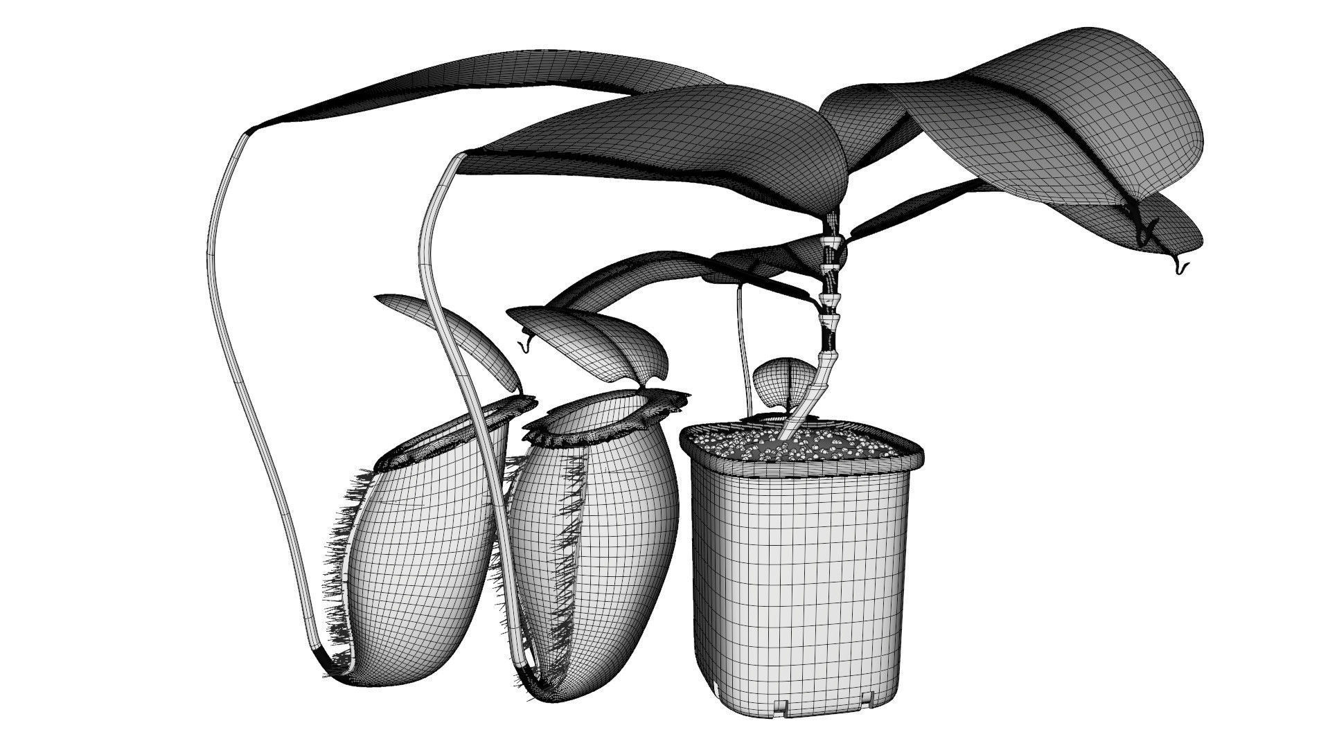 Nepenthes rajah 3D model_11