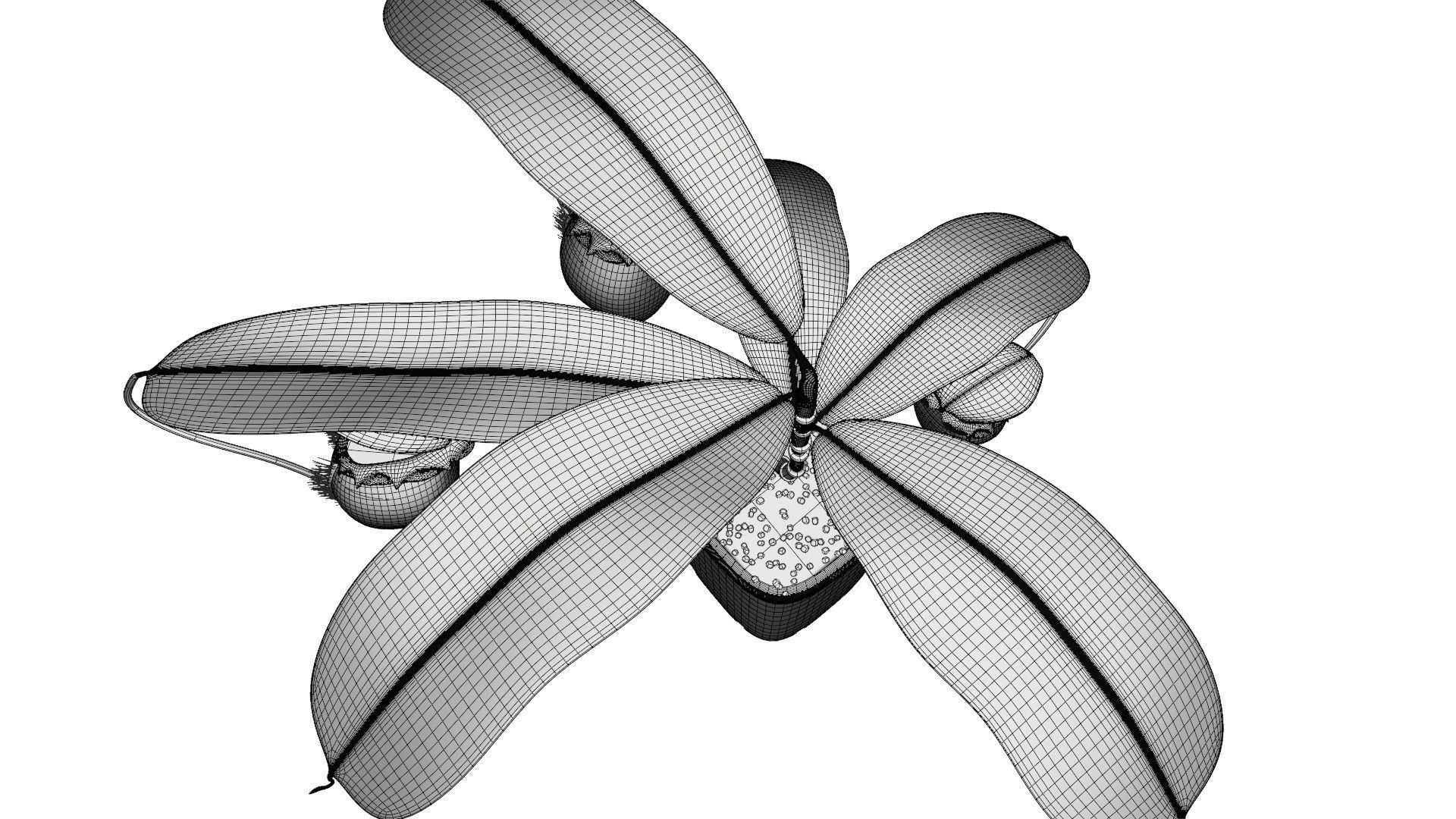 Nepenthes rajah 3D model_14