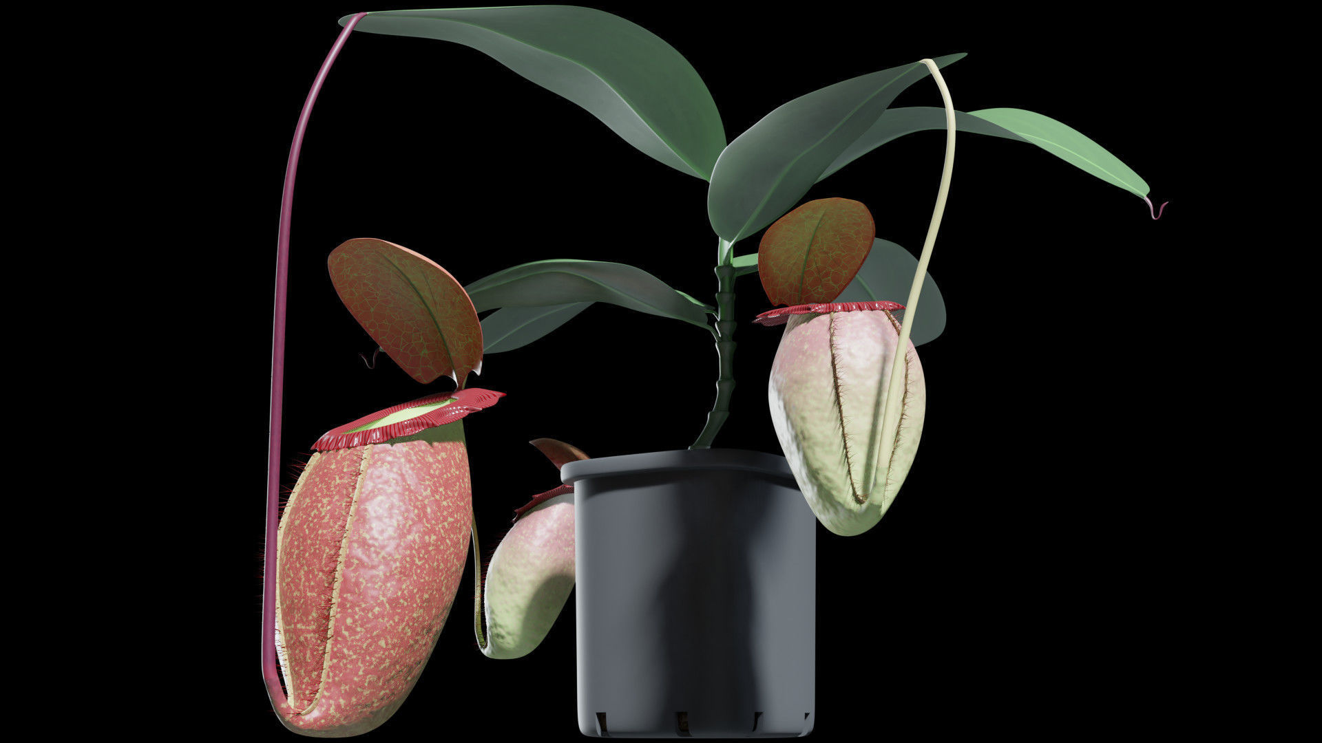 Nepenthes rajah 3D model_4