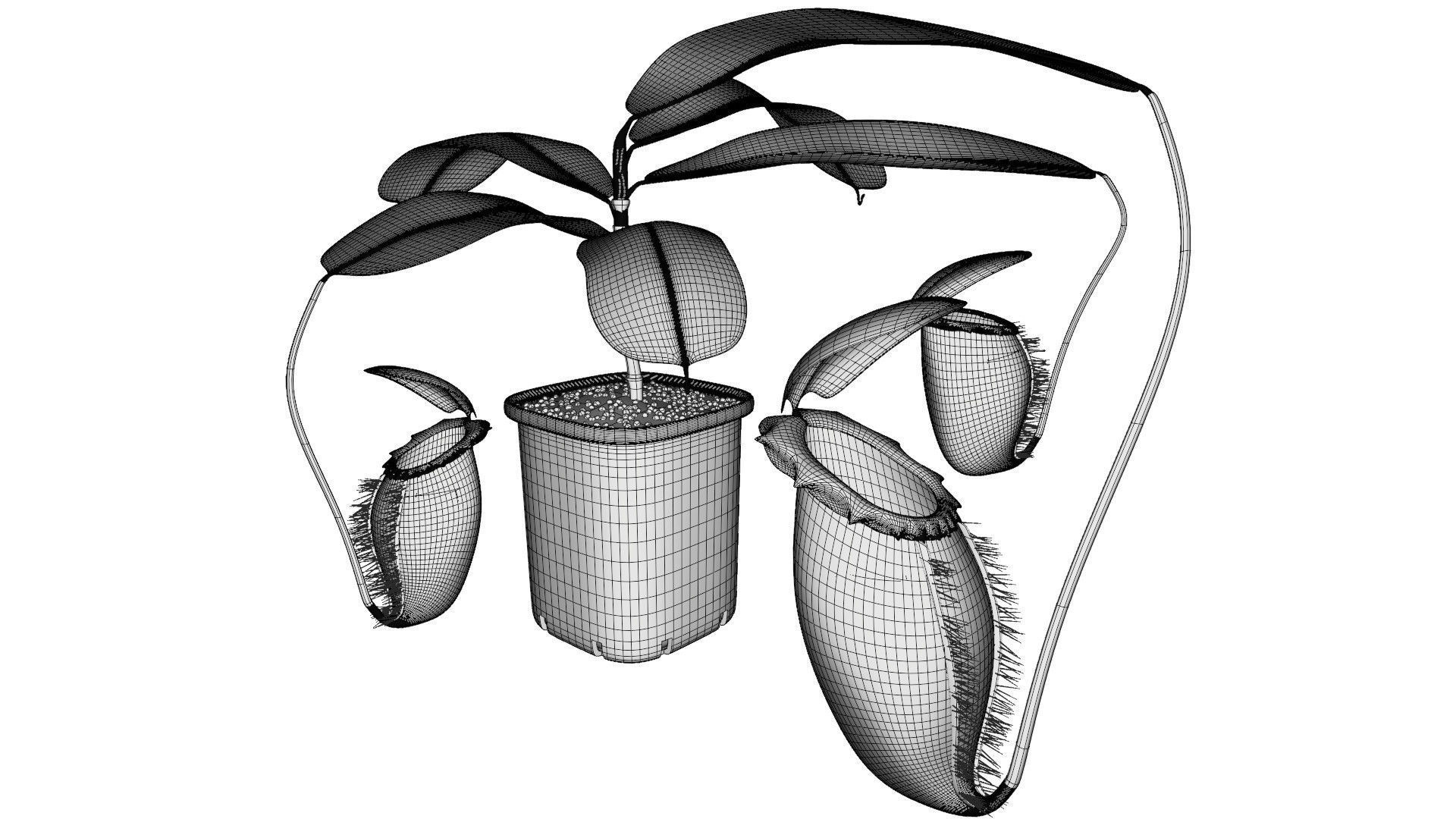 Nepenthes rajah 3D model_9