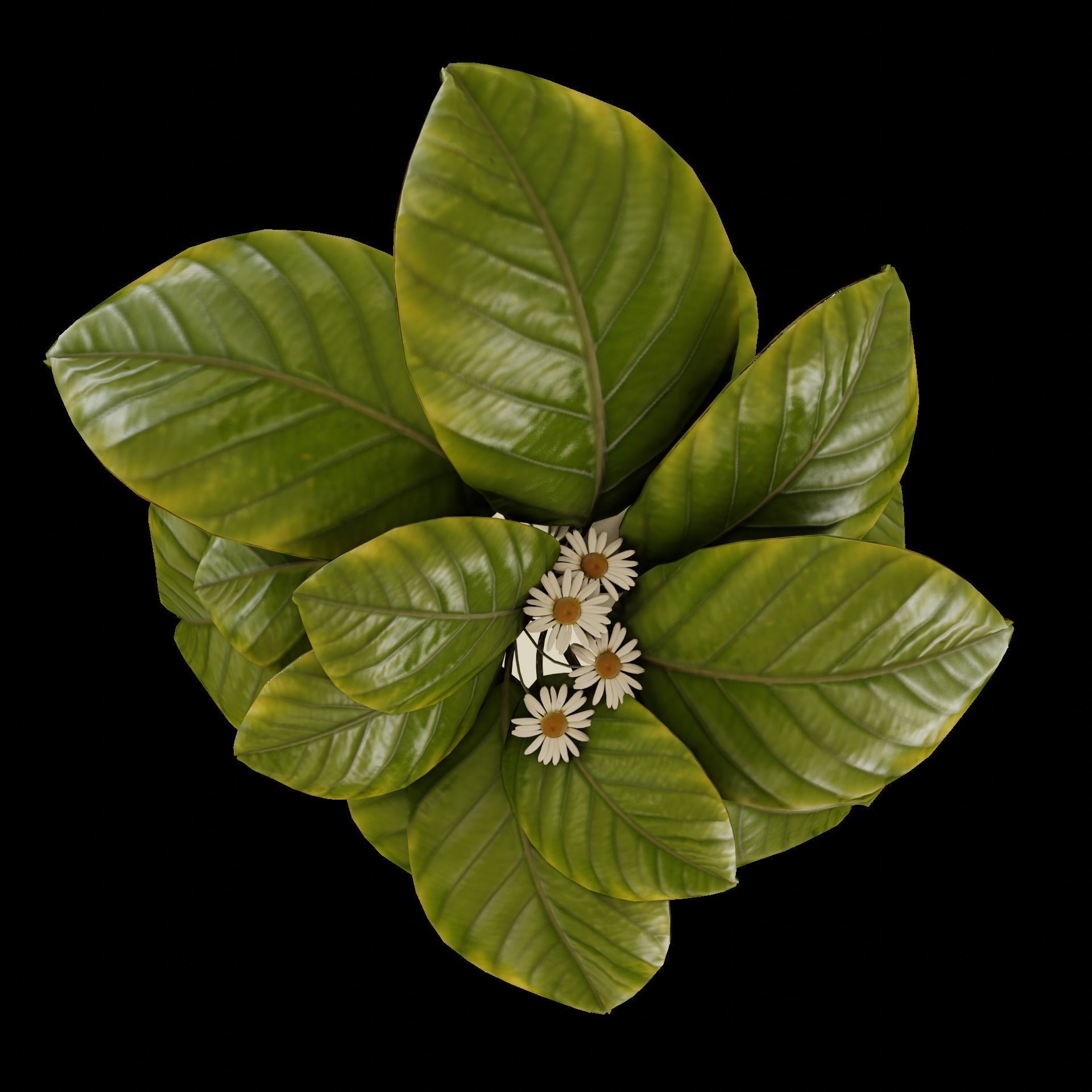 Petit layer stand and flower set 3D model_12