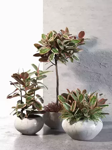 Ficus Elastica in Pots