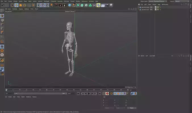 Human Skeleton Caucasian Male