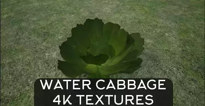 4K Water Cabbage Plant lowpoly Low-poly 3D model