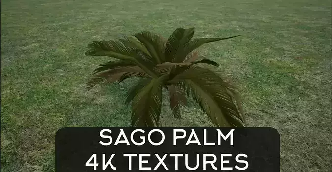 4K Sago Palm Plant Lowpoly Low-poly 3D model