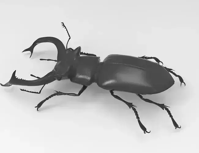 Stag beetle 3D print model