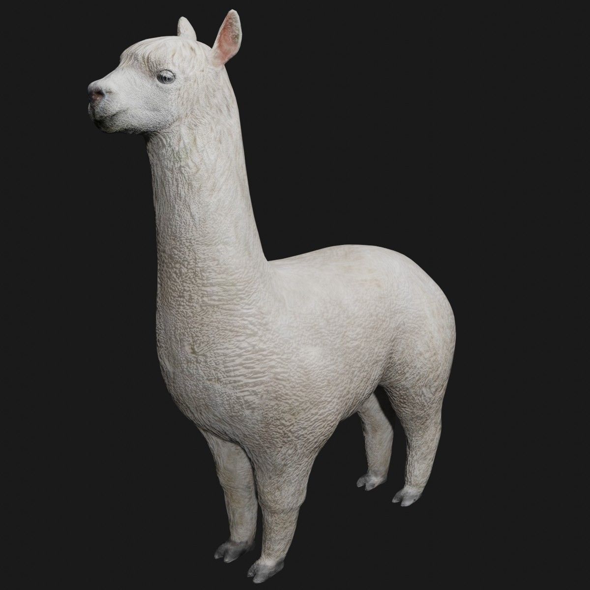 Alpaca llama Low-poly 3D model_6