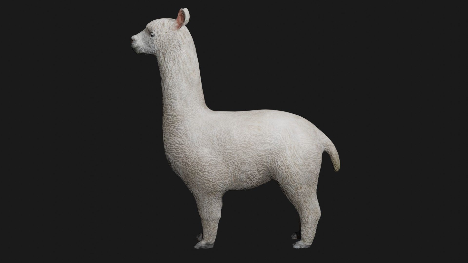 Alpaca llama Low-poly 3D model_5