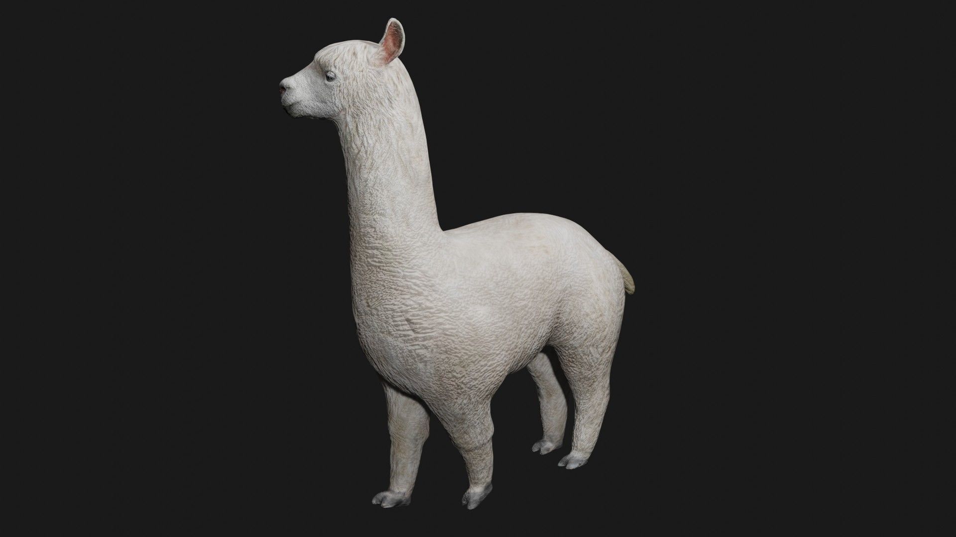 Alpaca llama Low-poly 3D model_3
