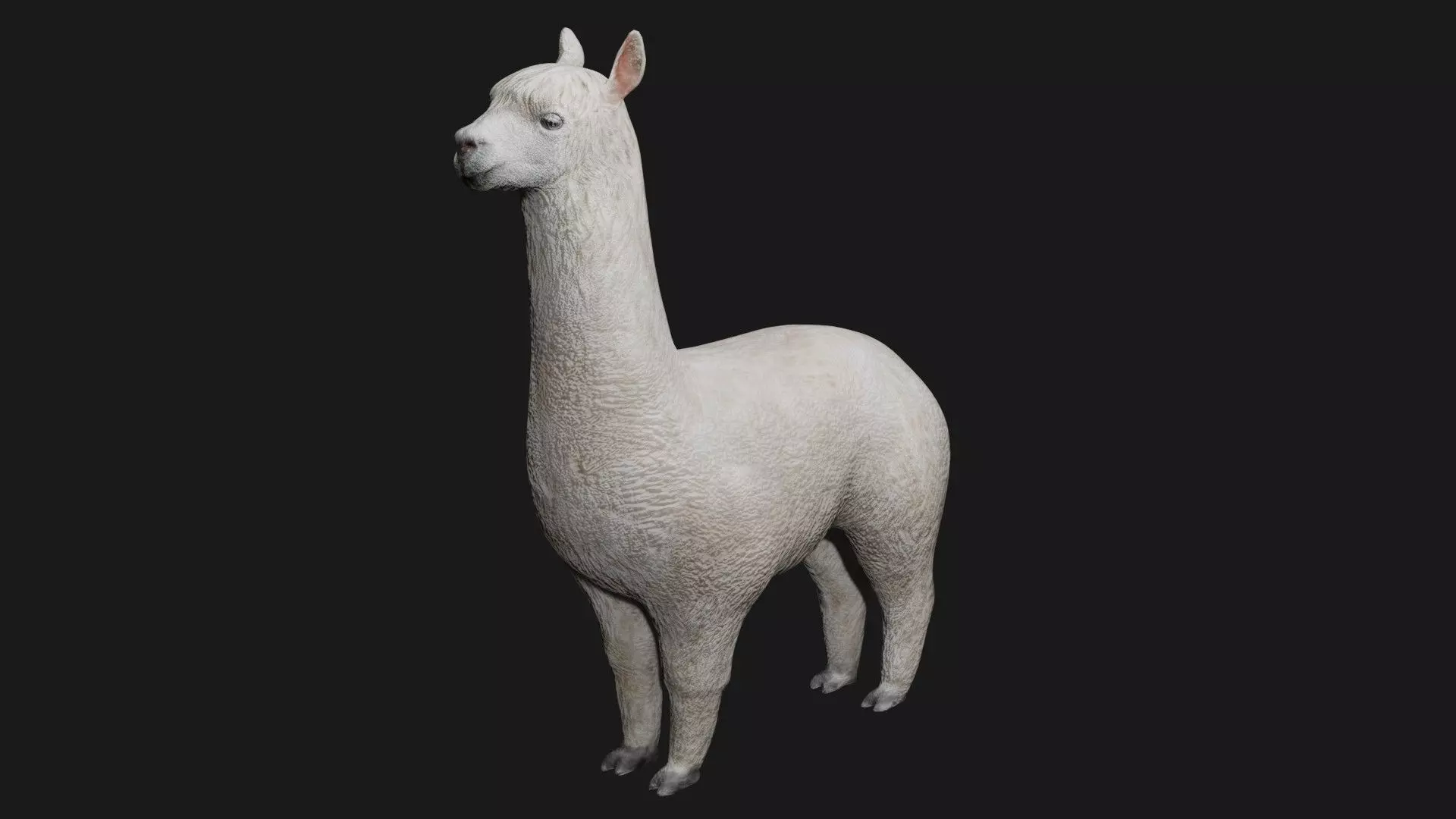 Alpaca llama Low-poly 3D model_0