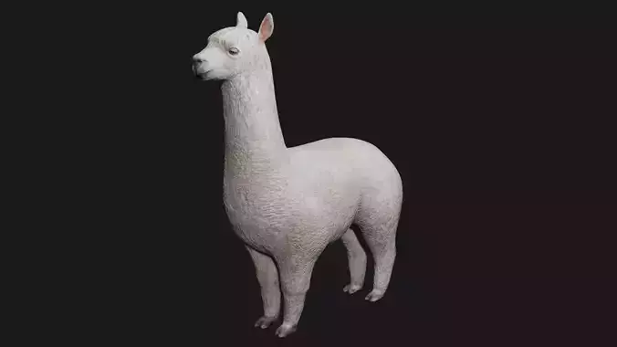 Alpaca llama