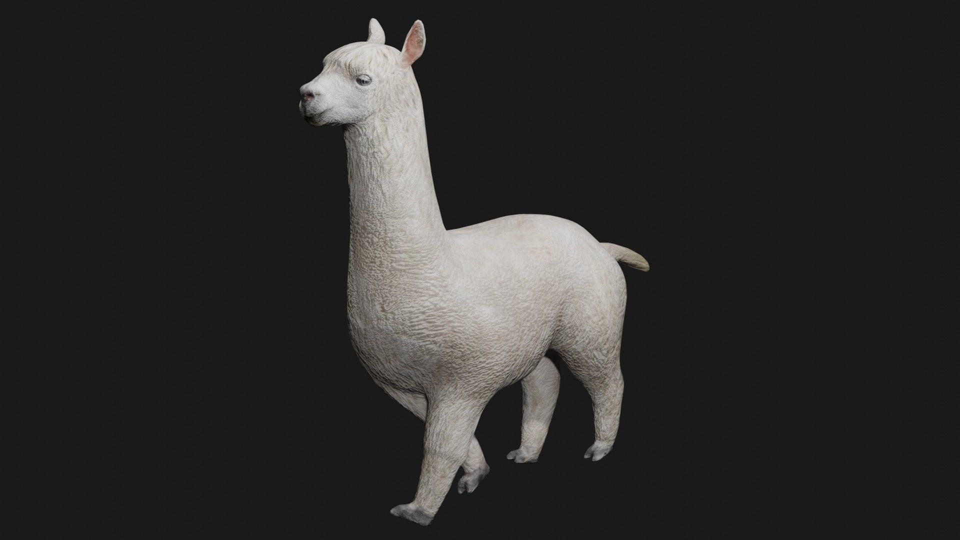 Alpaca llama Low-poly 3D model_2