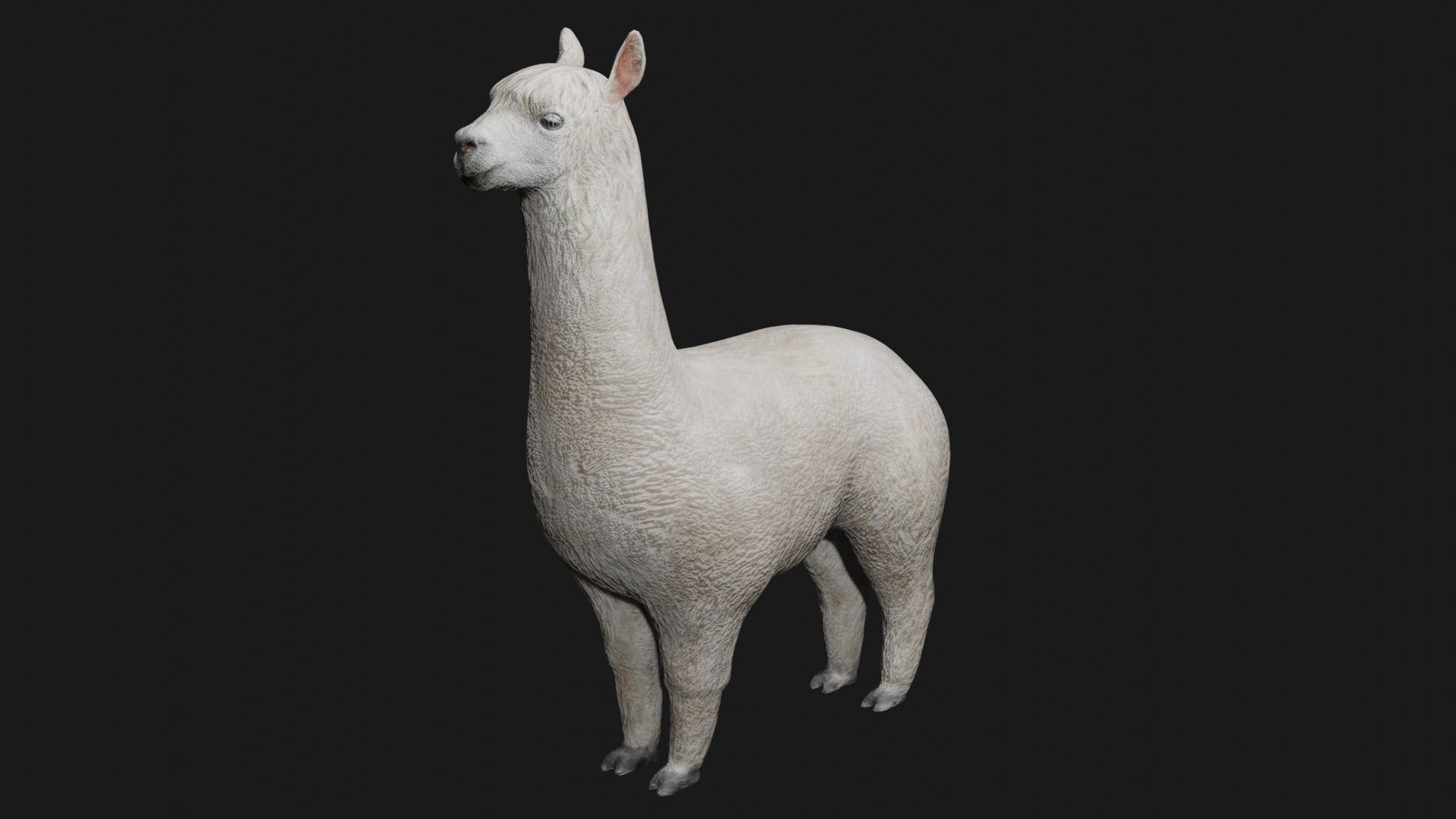 Alpaca llama Low-poly 3D model_4