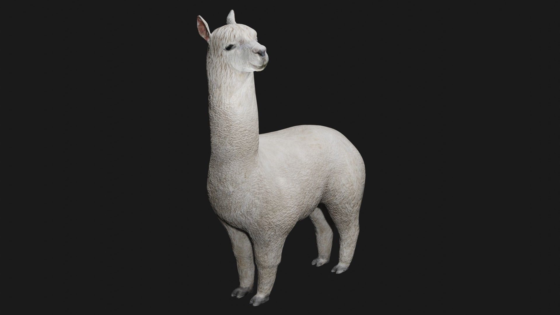Alpaca llama Low-poly 3D model_1
