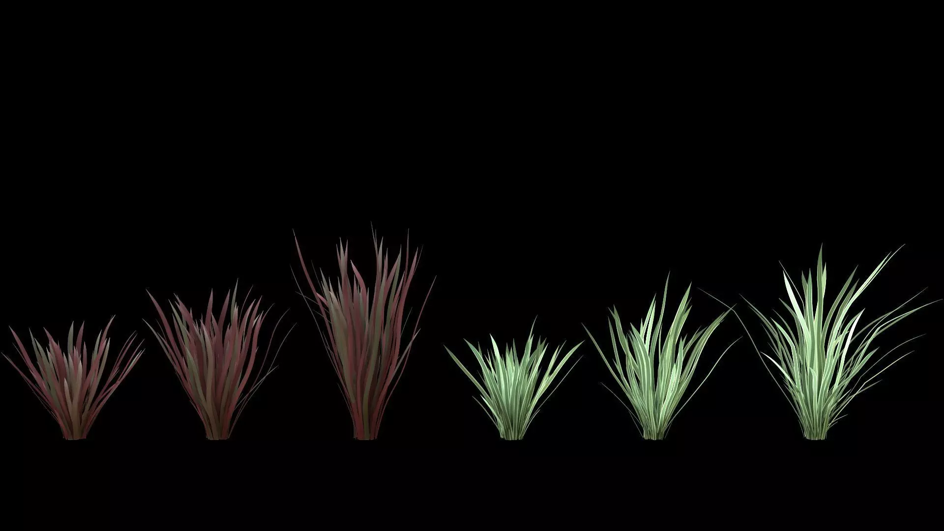 nyusairan Phormium 3D model
