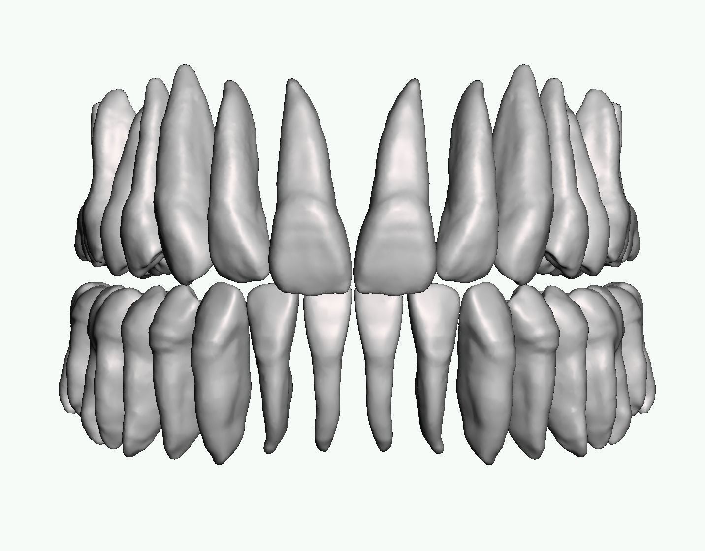 Maxillary and Mandibular teeth with pulp 3D print model_4