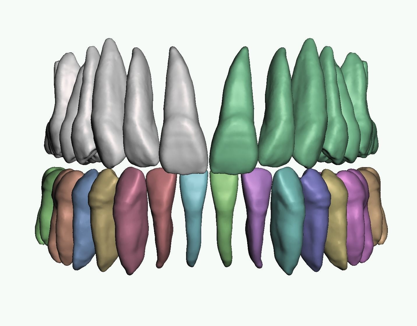 Maxillary and Mandibular teeth with pulp 3D print model_6
