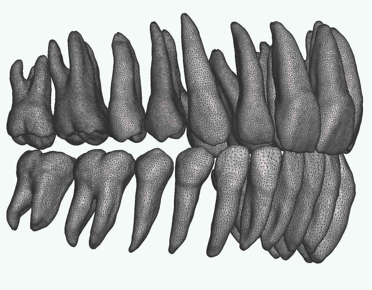 Maxillary and Mandibular teeth with pulp 3D print model_5