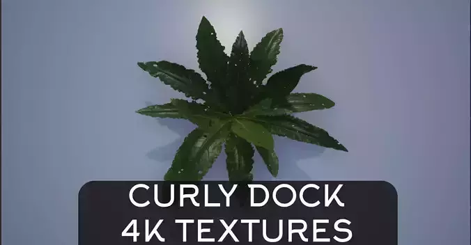 4K Curly Dock Plant Bush Lowpoly Low-poly 3D model