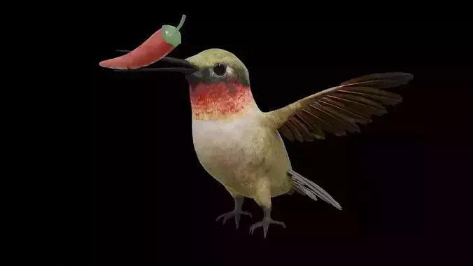 Humming Bird