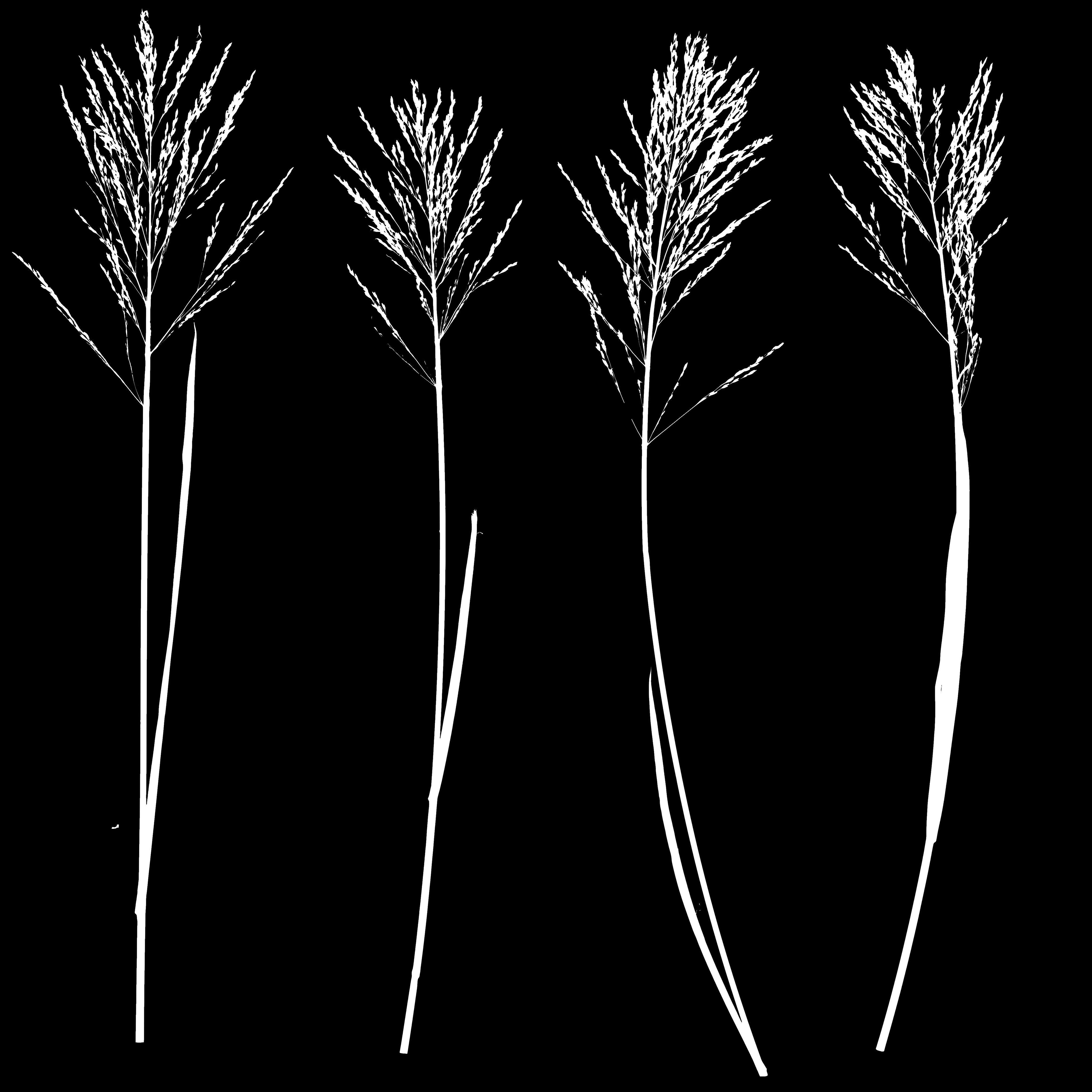 4K Lake Weed Plant Lowpoly Low-poly 3D model_23