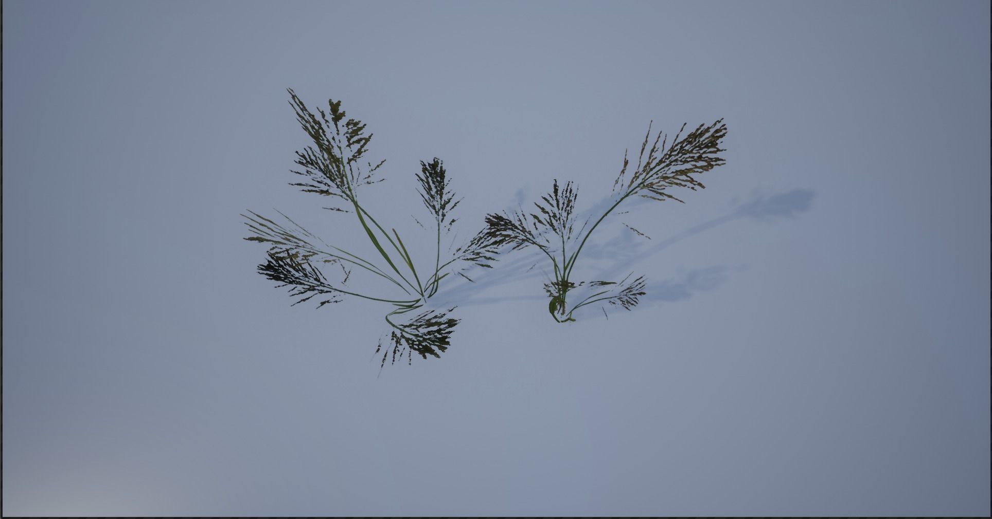 4K Lake Weed Plant Lowpoly Low-poly 3D model_14