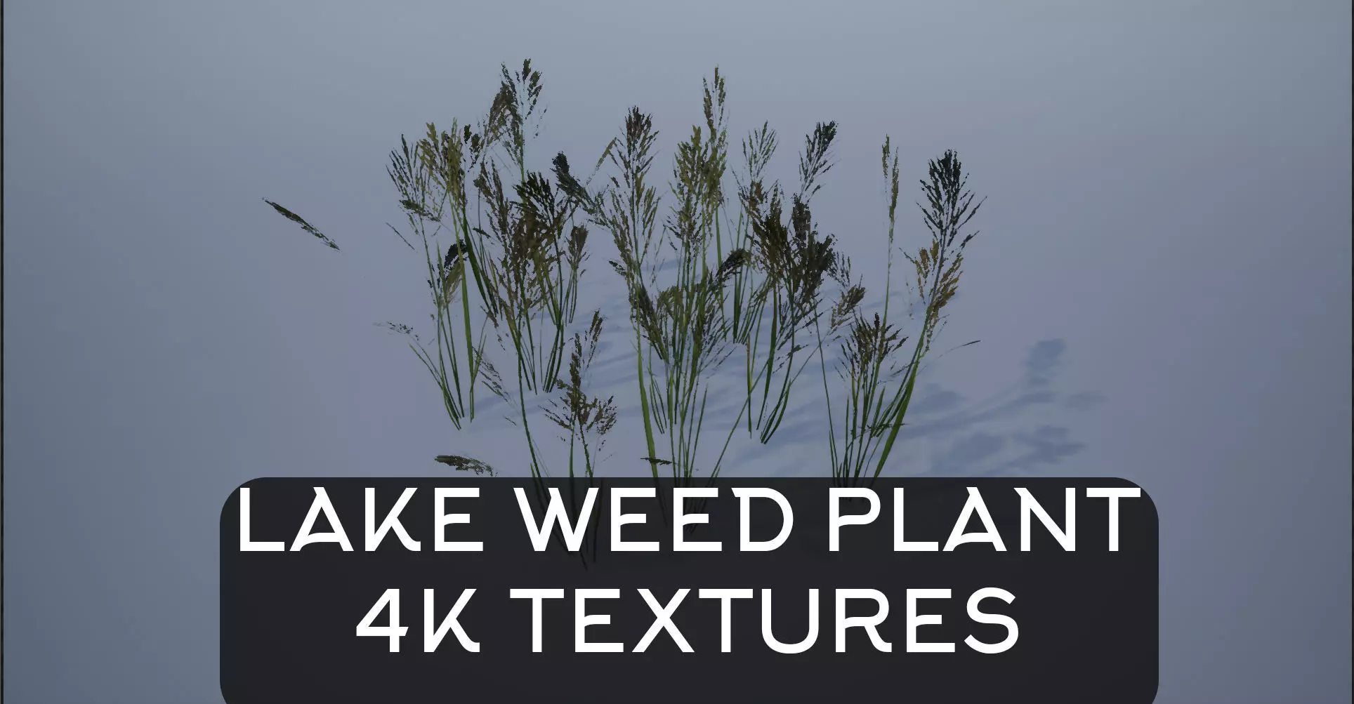4K Lake Weed Plant Lowpoly Low-poly 3D model_0