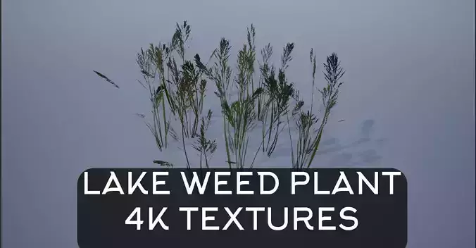 4K Lake Weed Plant Lowpoly Low-poly 3D model