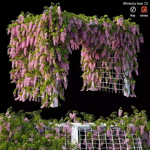 Wisterial tree 12
