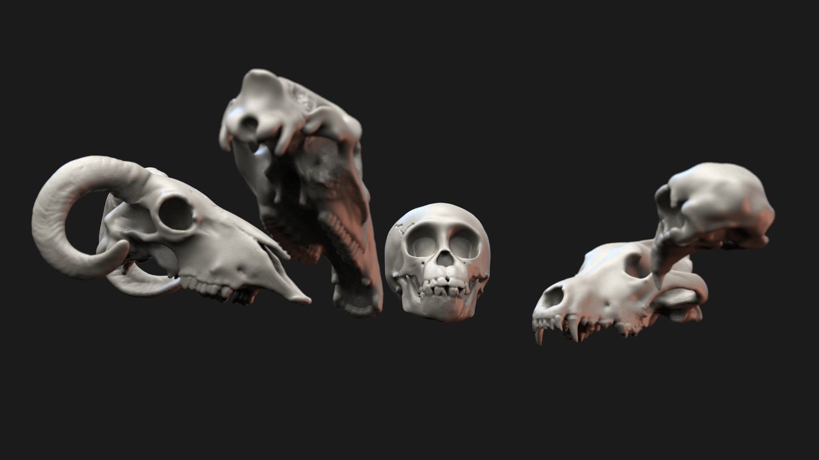 Skulls- Animal skulls terrain 3D print model_6