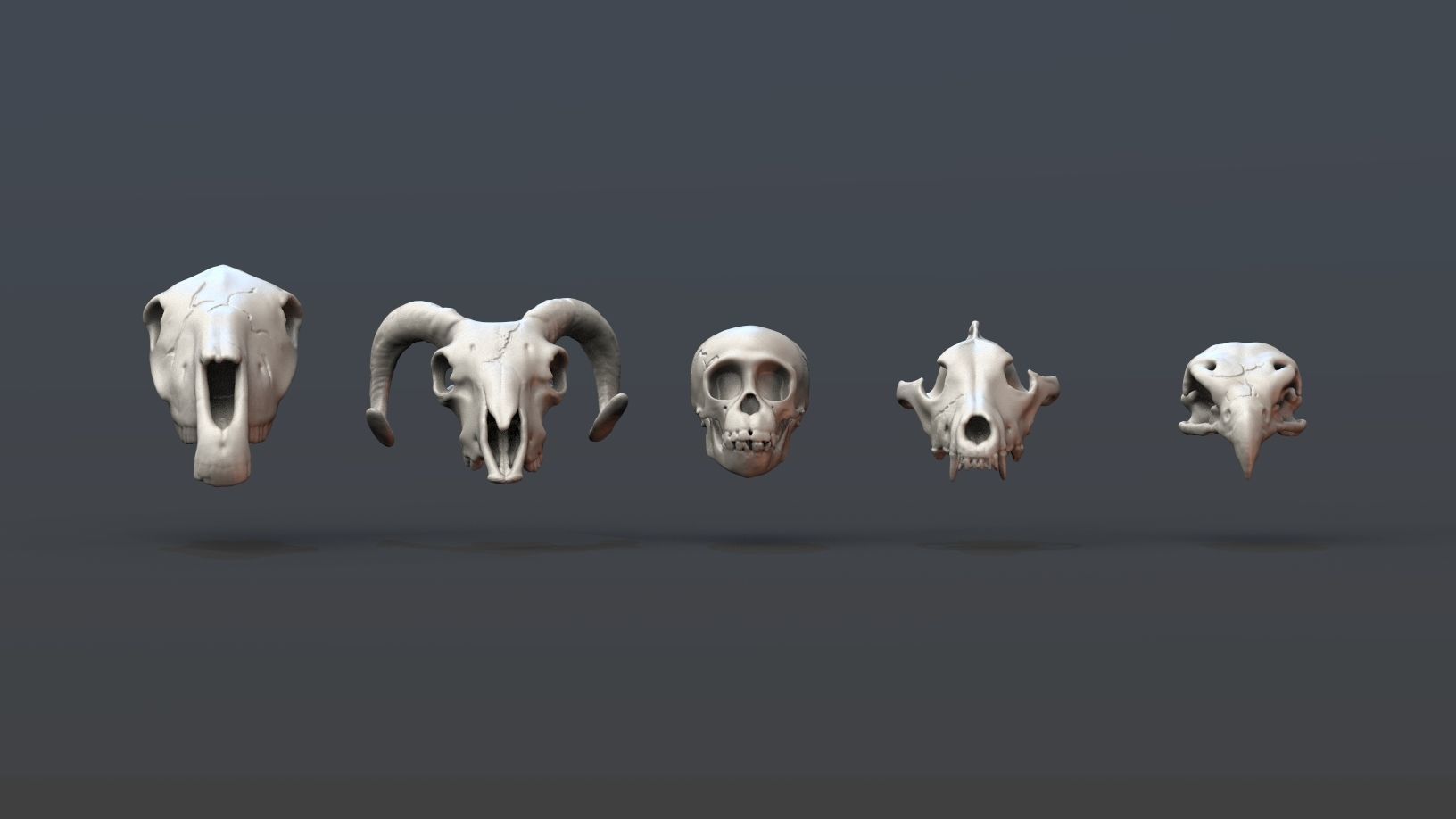 Skulls- Animal skulls terrain 3D print model_4