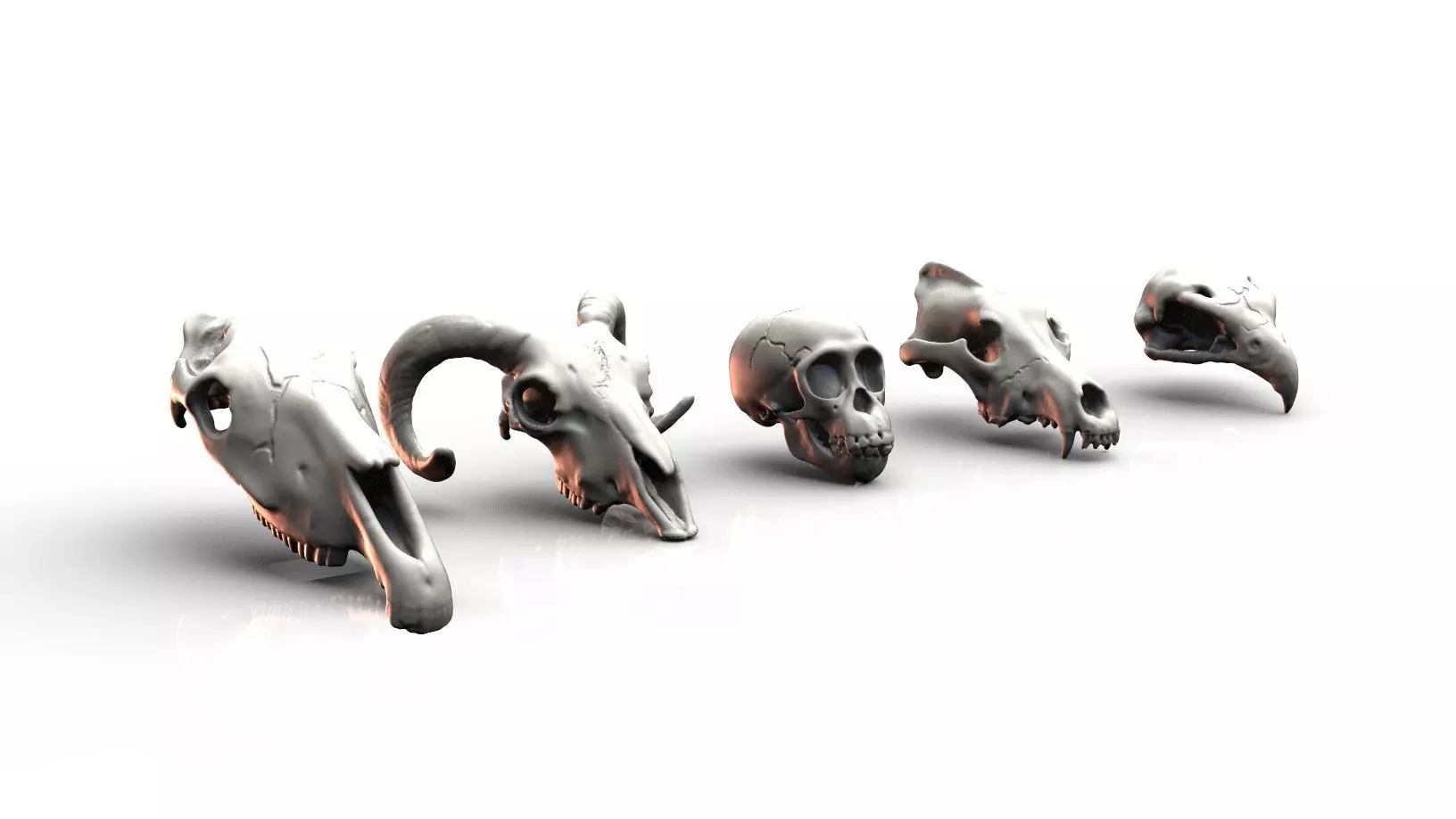 Skulls- Animal skulls terrain 3D print model_0