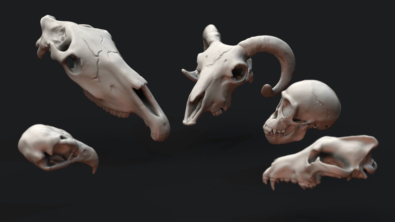 Skulls- Animal skulls terrain 3D print model_5