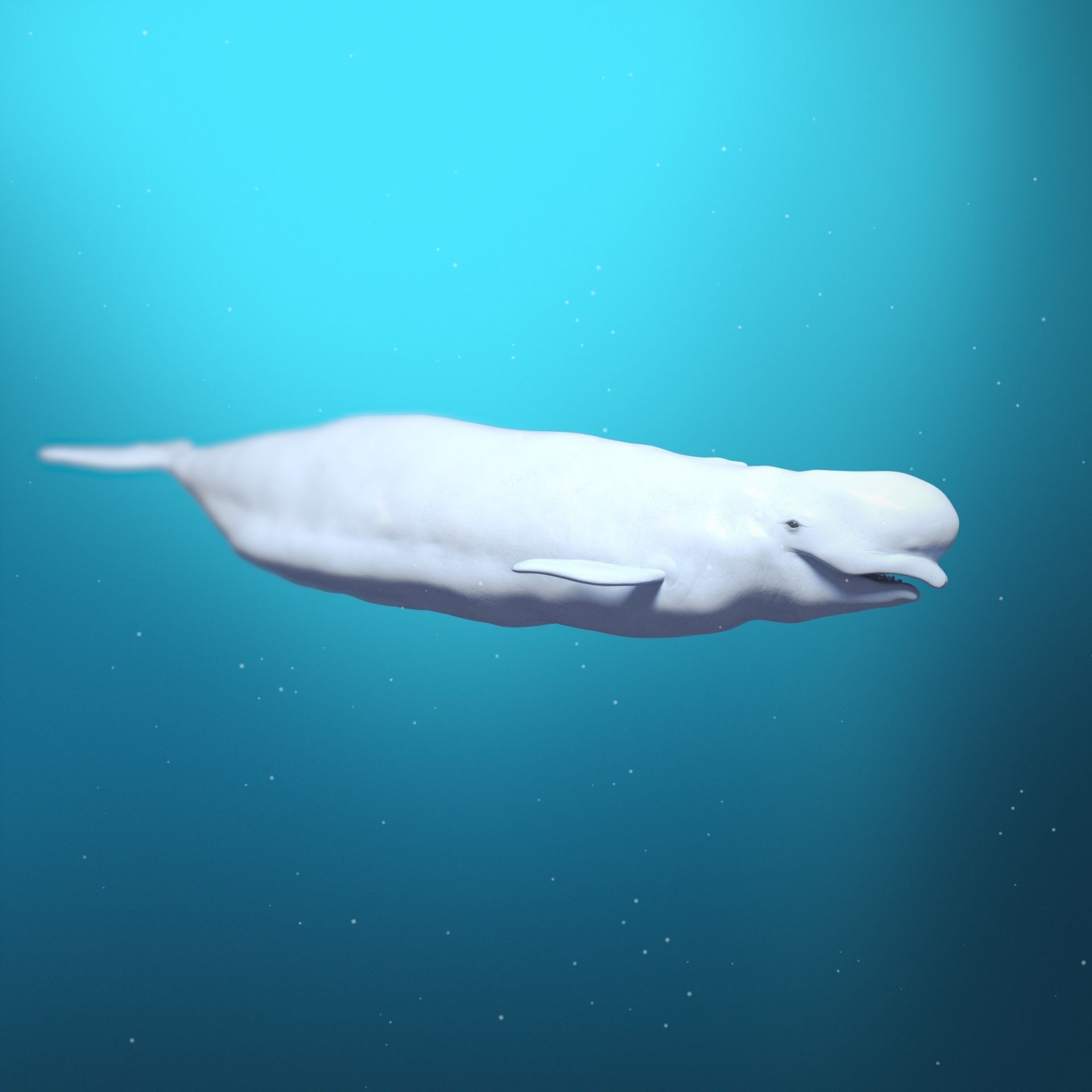 Beluga Whale 3D Model Demo - Rigged - PBR Low-poly 3D model_20