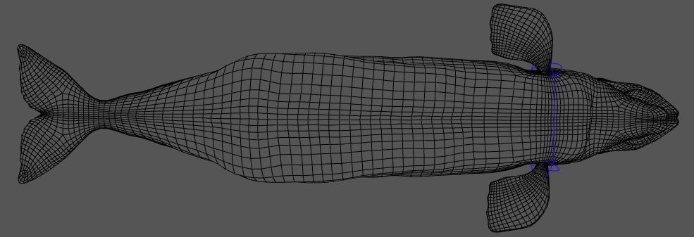 Beluga Whale 3D Model Demo - Rigged - PBR Low-poly 3D model_16