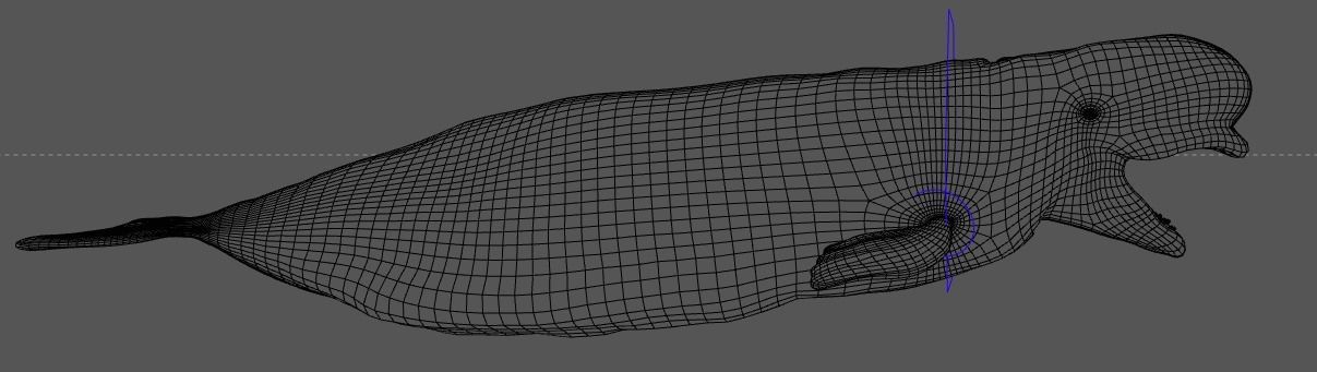 Beluga Whale 3D Model Demo - Rigged - PBR Low-poly 3D model_10