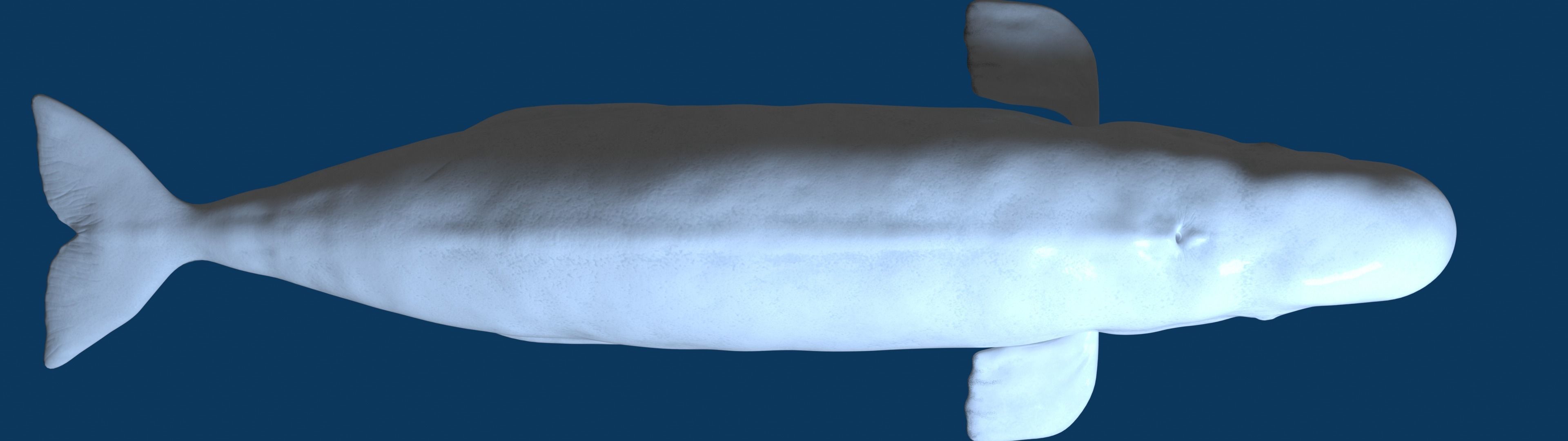 Beluga Whale 3D Model Demo - Rigged - PBR Low-poly 3D model_15