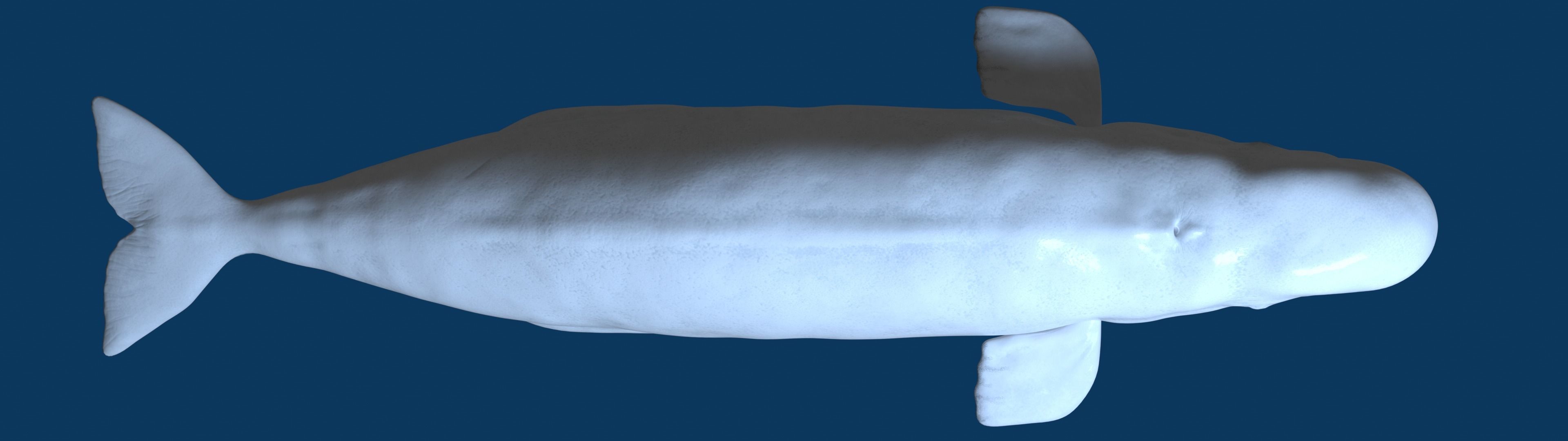 Beluga Whale 3D Model Demo - Rigged - PBR Low-poly 3D model_17